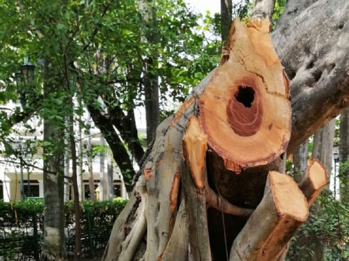 Preocupación por estado de árboles en el Parque de Bolívar