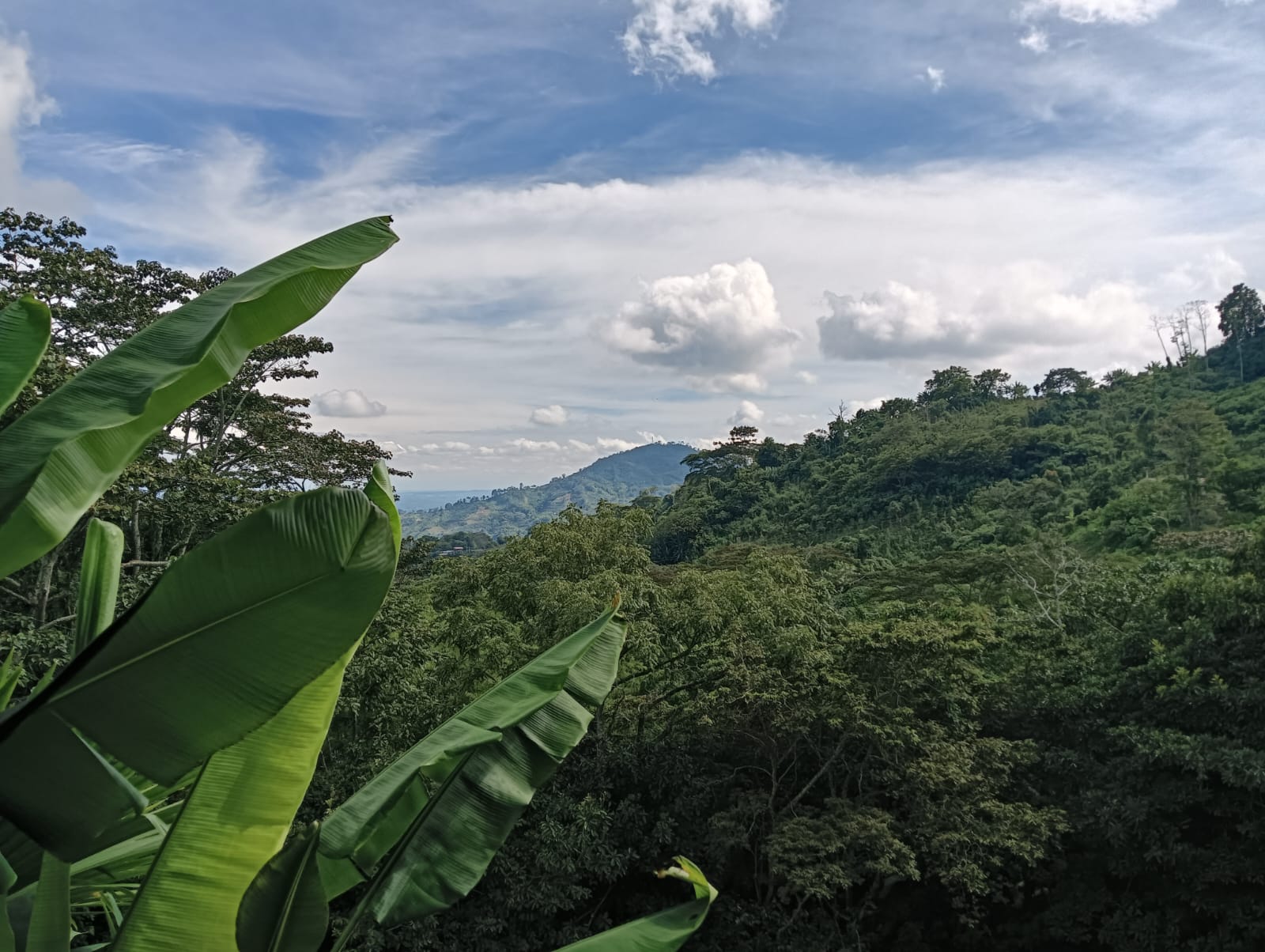 Los hermosos paisajes verdes del Quindío desde el municipio de Córdoba. Foto: Adrián Trejos