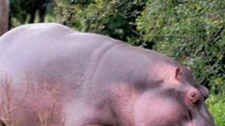 Honor a Pepe, nuevo mártir