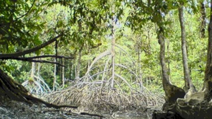 Ronda de ciudades: Panorama de los Manglares