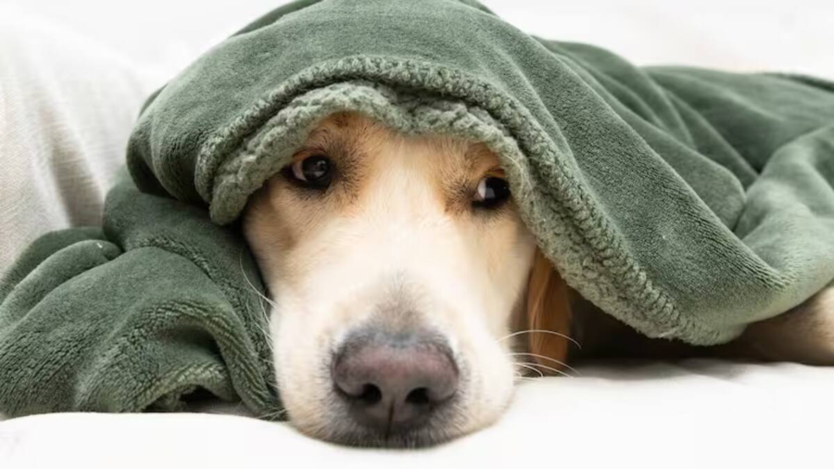 Diana Rodríguez, Fundación Eco Huellas, Armenia