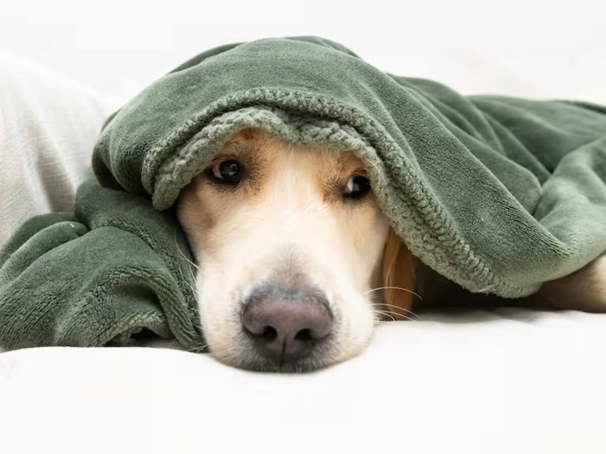 Por los animales no use pólvora, llamado de las fundaciones en Armenia y el Quindío