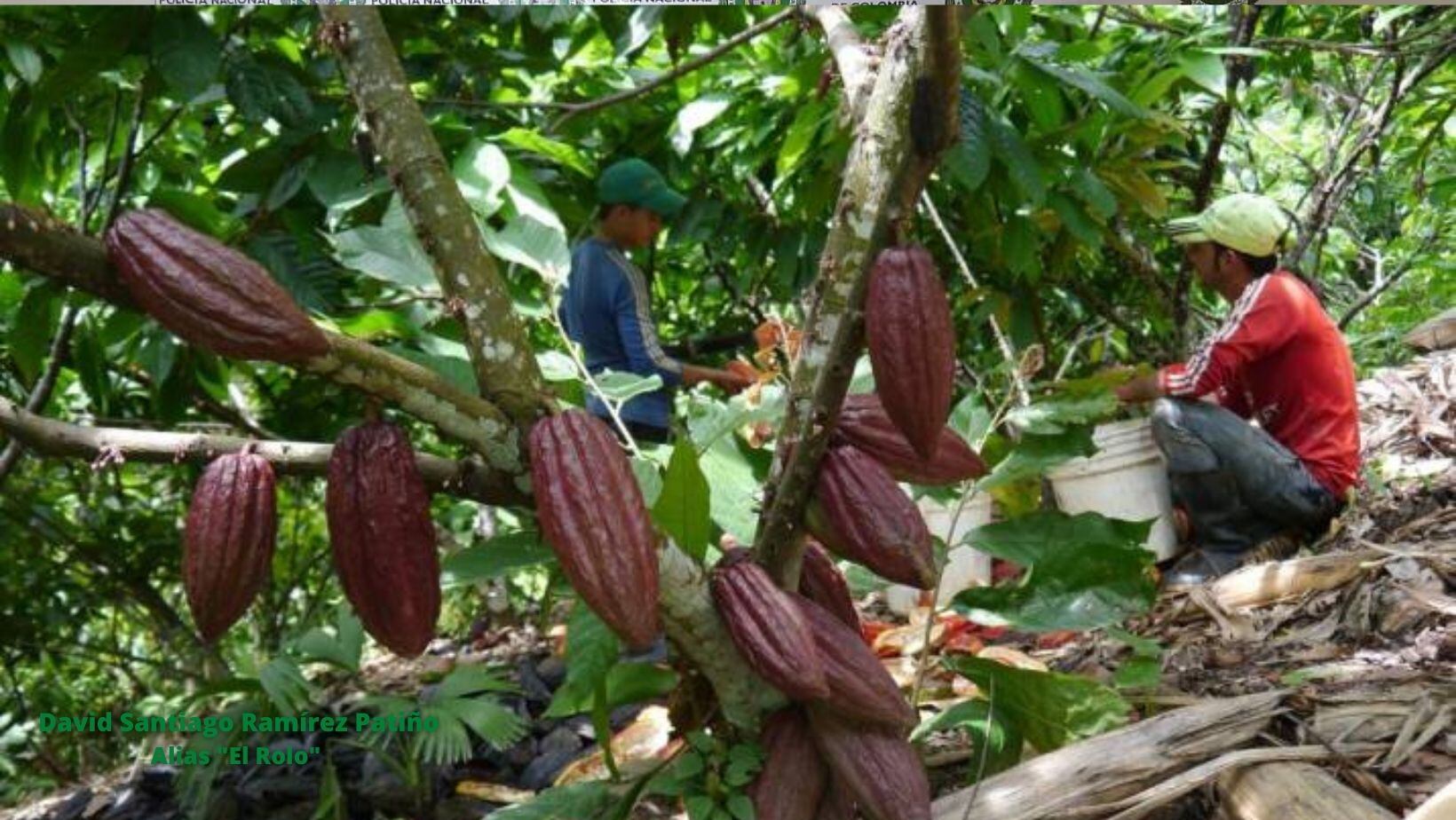 En el Huila se espera renovar 15000 hectáreas y sembrar 1500 nuevas de cacao.