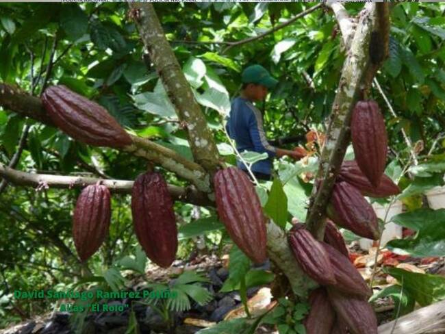 En el Huila se espera renovar 15000 hectáreas y sembrar 1500 nuevas de cacao.