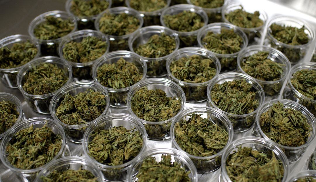 Producción de cannabis en Nueva York 