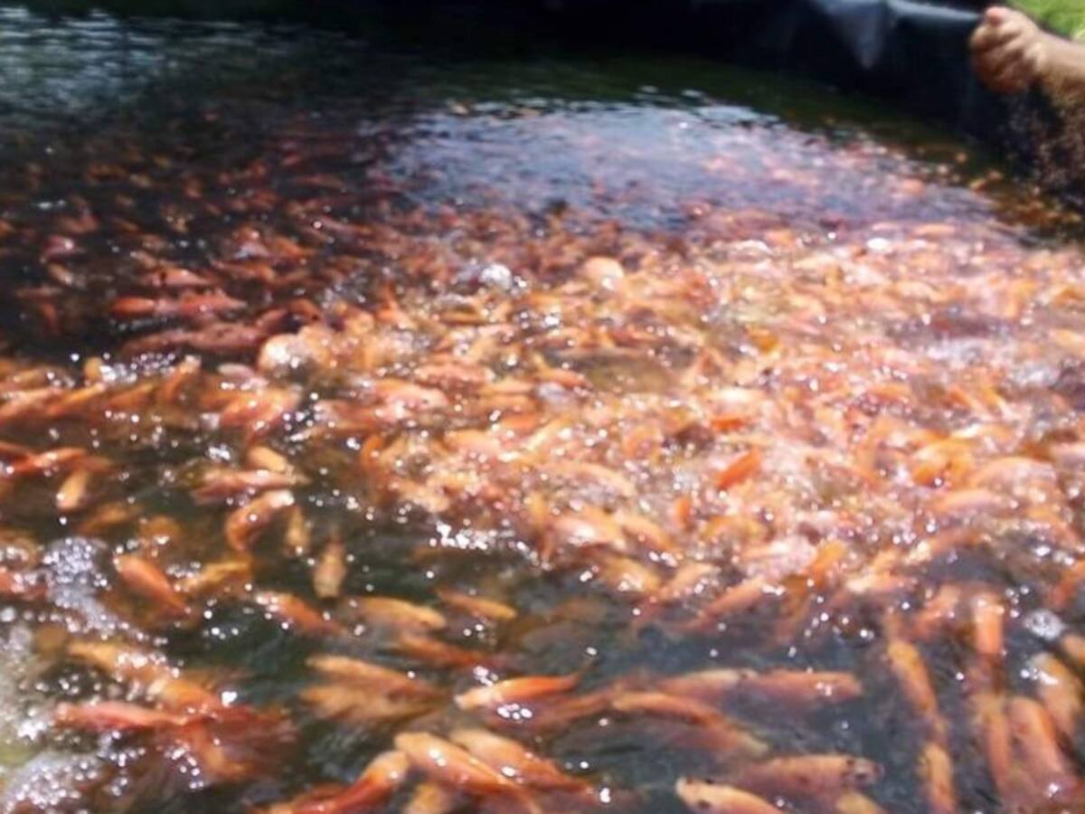 En tiempo de crisis, familias de El Bagre logran producción piscícola