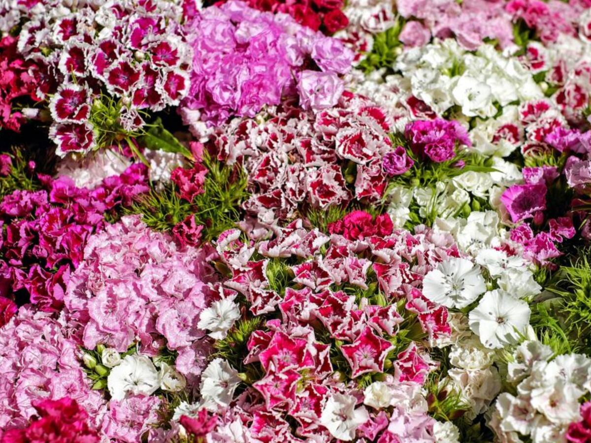 Colombia y los claveles