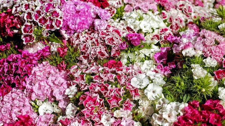 Colombia y los claveles