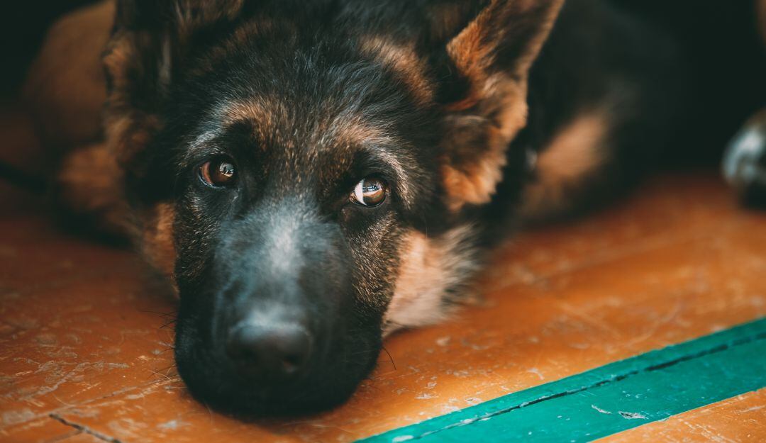 Fallece primer perro diagnosticado con coronavirus en Estados Unidos. (Imagen referencia)