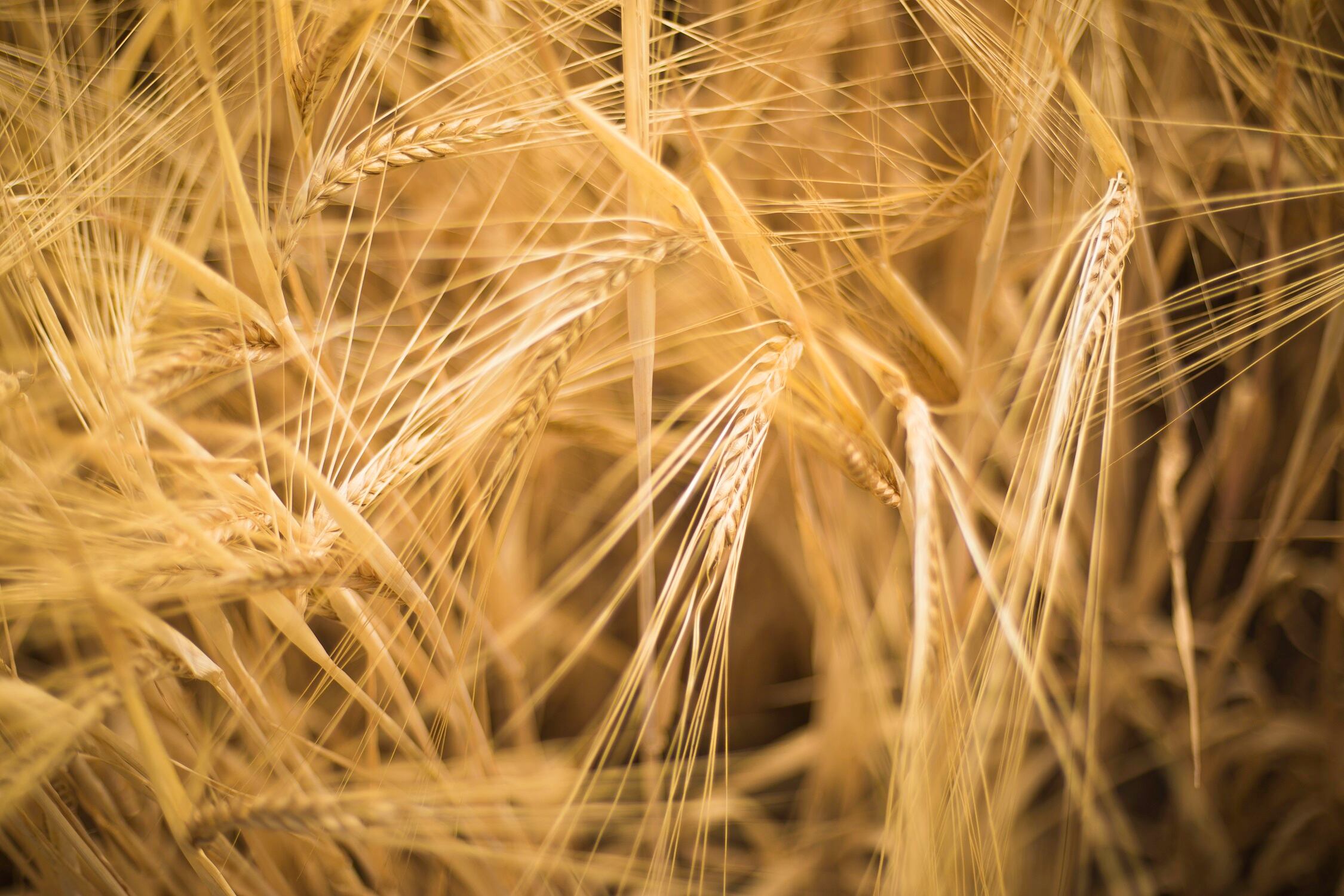 Cultivo de cebada. Foto: cortesía Siembra Bavaria