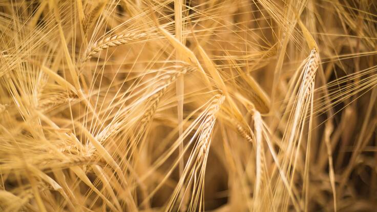 Buscan productores de cebada en el altiplano Cundiboyacense