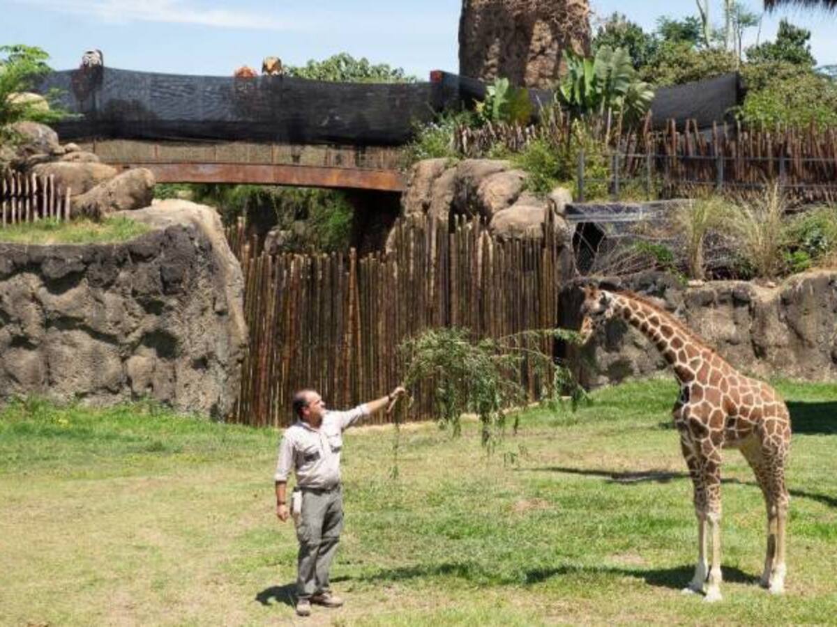 Ya están en Pereira las jirafas donadas por un zoológico de México