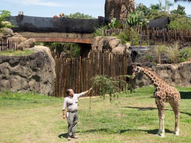 Ya están en Pereira las jirafas donadas por un zoológico de México