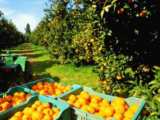 Paradas exportaciones de cítricos a Ecuador