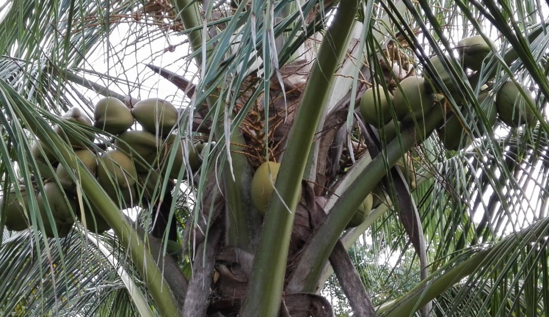 Cultivos de cocos en el Nariño 