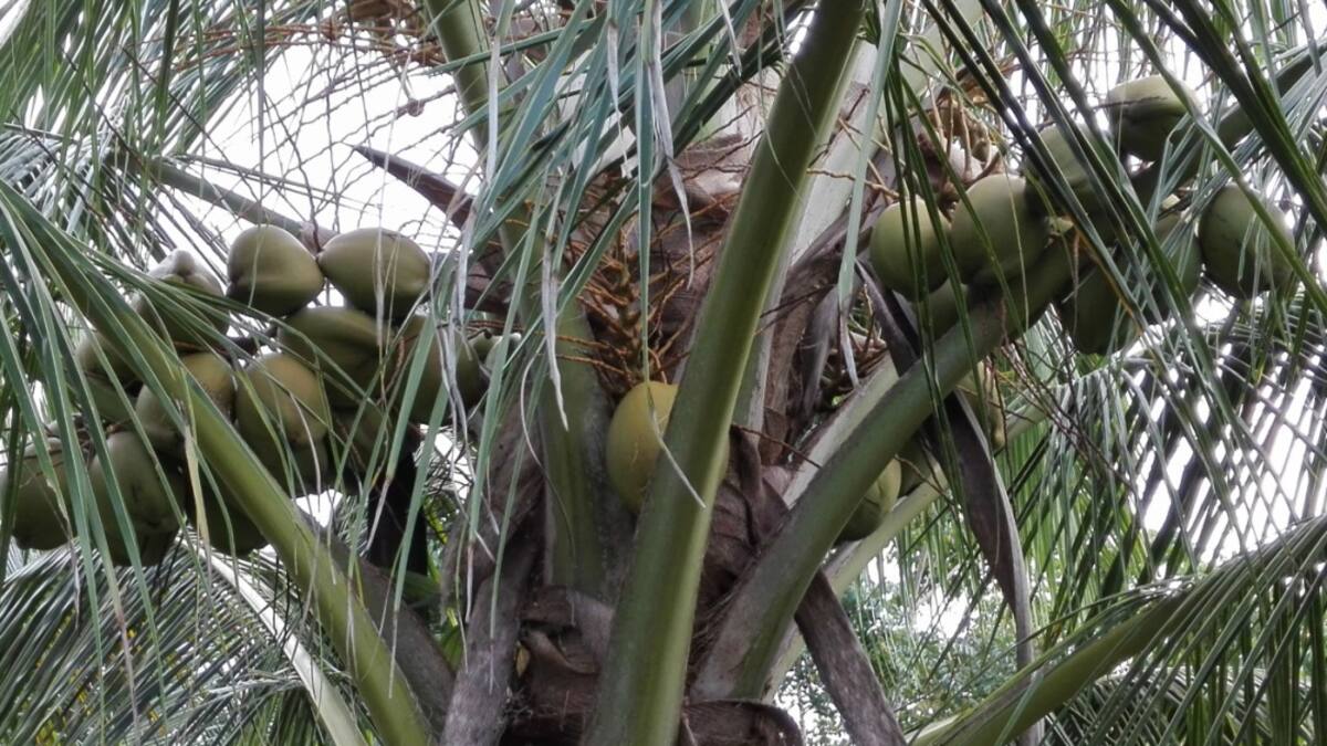 Colombia importa cocos, su producción es muy baja