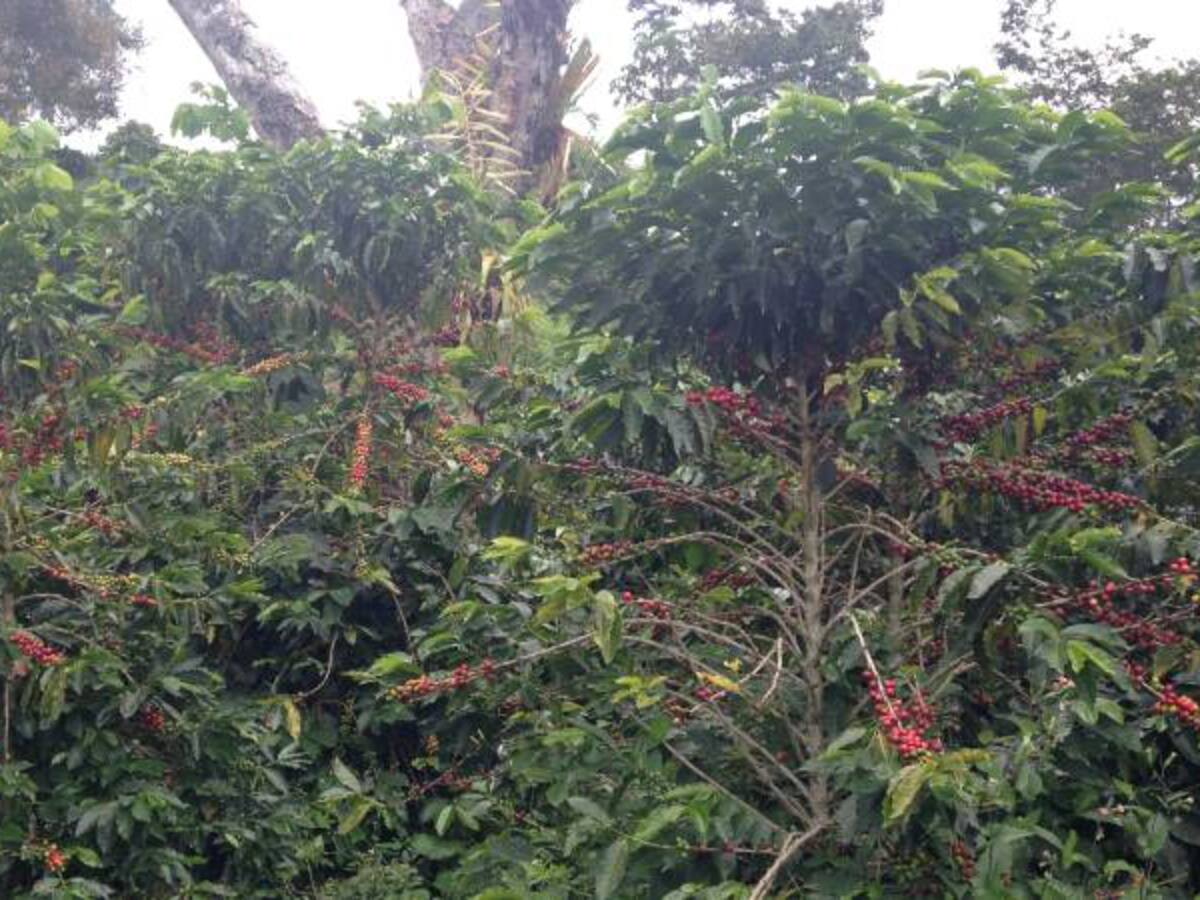 "El Niño" afecta los afluentes de los cafetales en Caldas