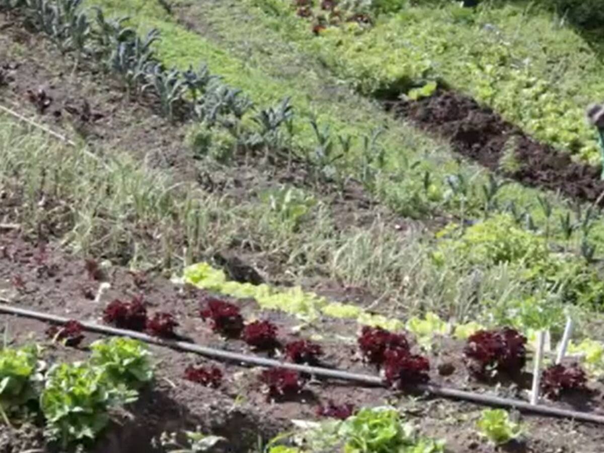 En Caldas firman acuerdos para la creación de la Red de Viveros