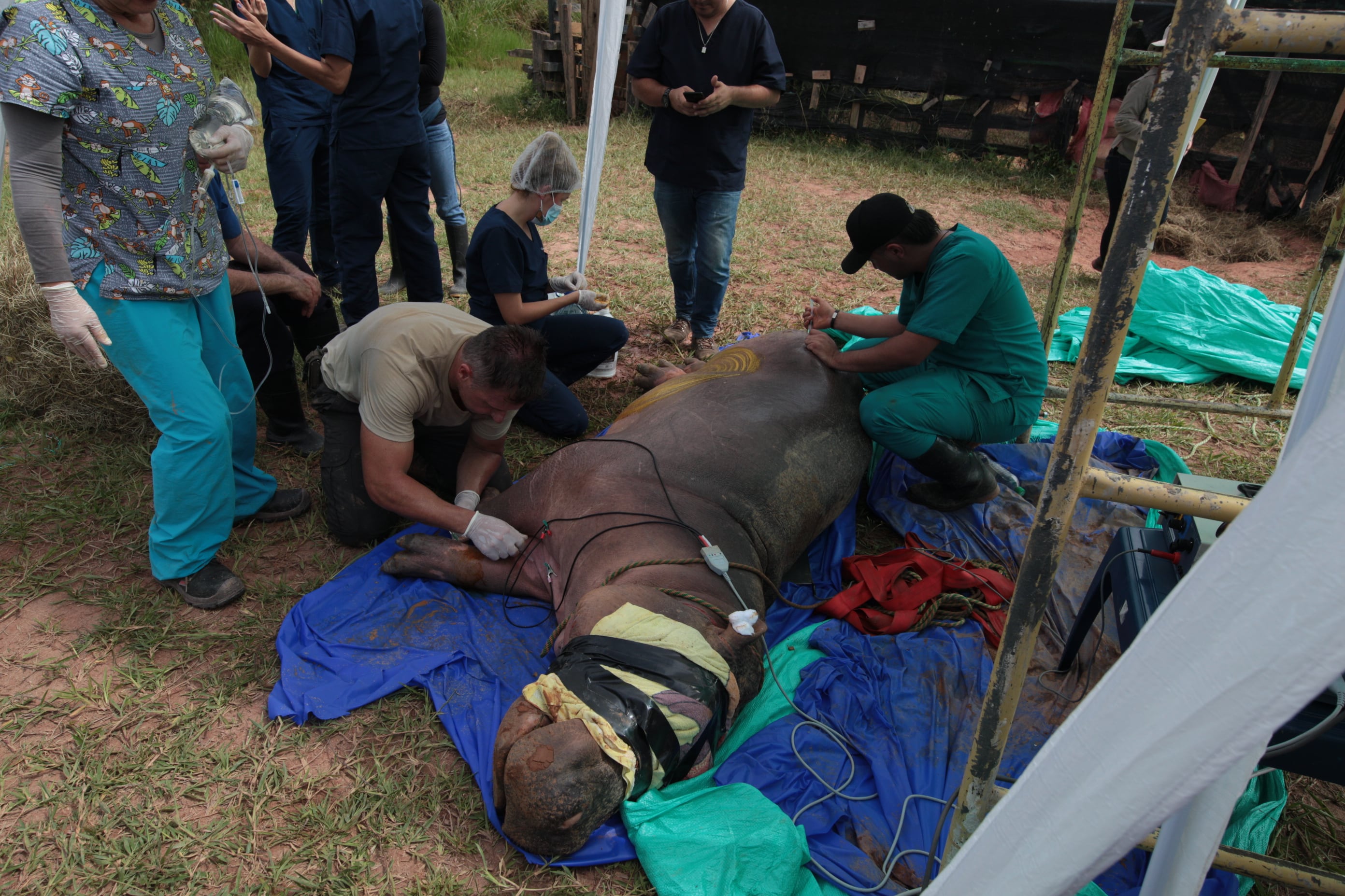 Hipopótamo de la Hacienda Nápoles, Doradal (Antioquia). Foto: Colprensa