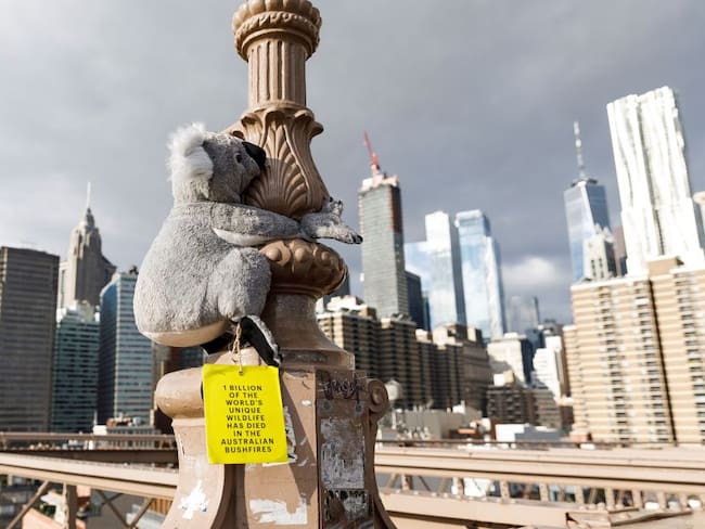 Koalas de peluche invaden Nueva York en solidaridad con Australia