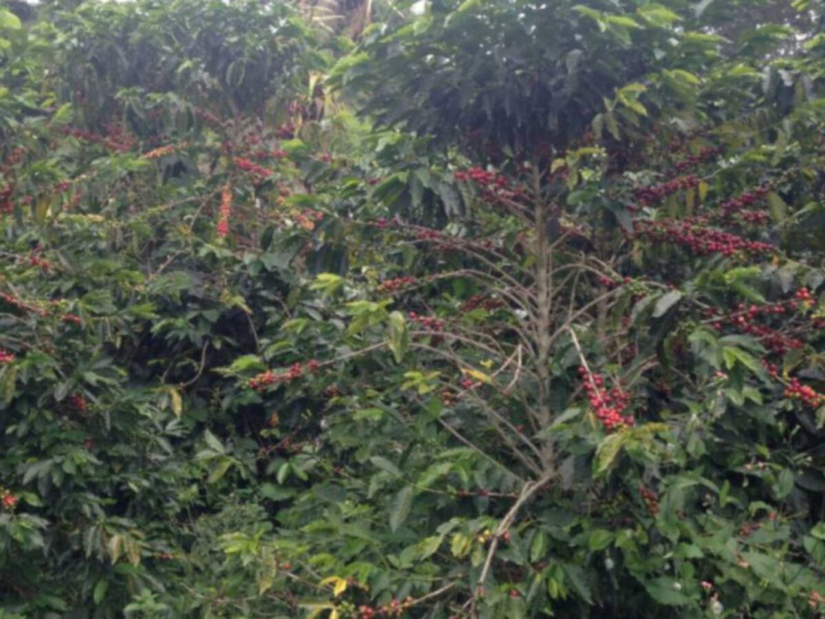 Se fortelecen los protocolos para la segunda cosecha cafetera del año