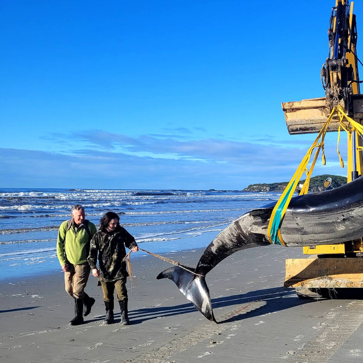 Hallan en Nueva Zelanda el cadáver de una posible ballena picuda, la más rara del mundo