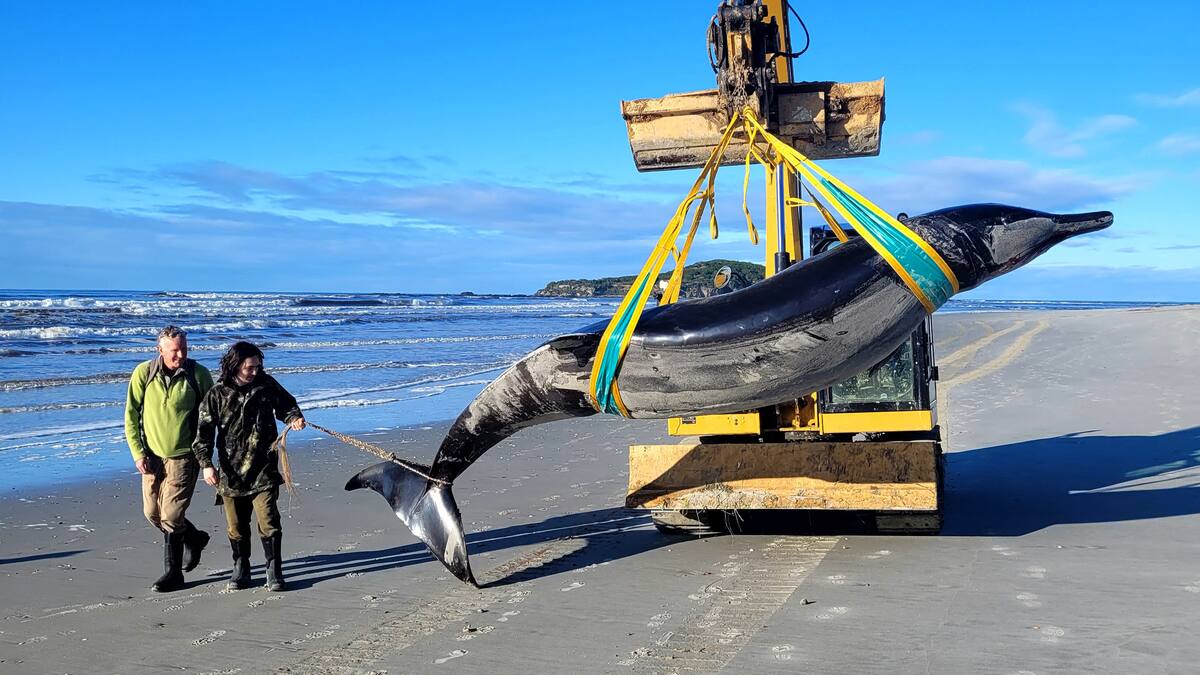 Hallan en Nueva Zelanda el cadáver de una posible ballena picuda, la más rara del mundo