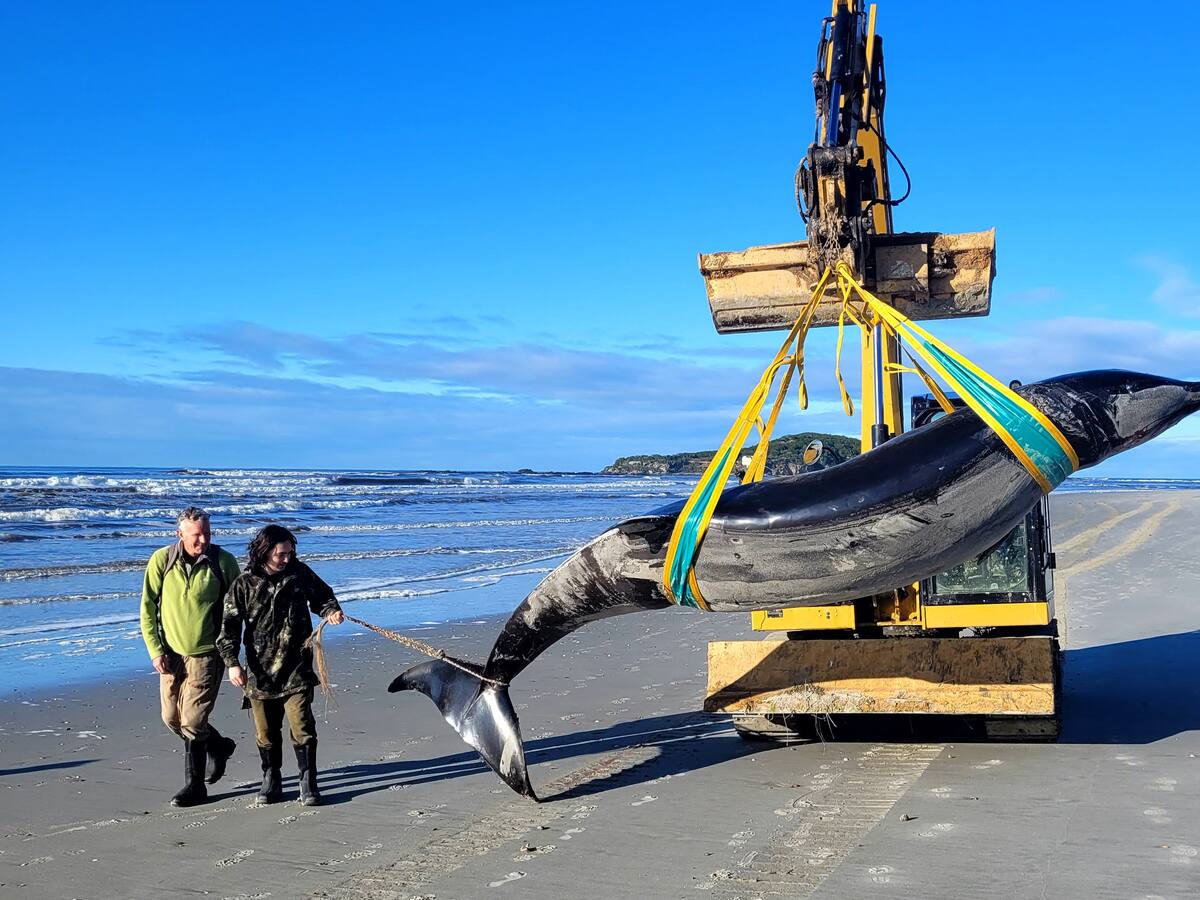 Hallan en Nueva Zelanda el cadáver de una posible ballena picuda, la más rara del mundo