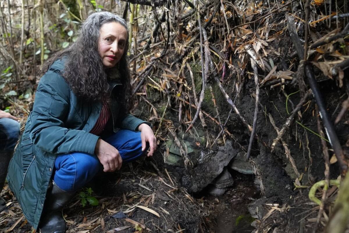 Marina Pabón, una mujer de 55 años nacida en el municipio de Mutiscua, tiene un tesoro en su finca: un nacimiento de agua que nutre al gran río Zulia y el cual cuida como si fuera uno de sus hijos. Lleva décadas sembrando árboles nativos y ahora tiene un cultivo de arándanos orgánicos.