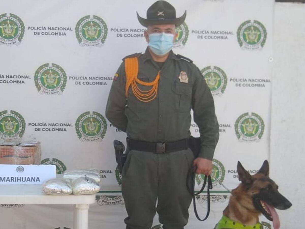 Perro 'policía' incauta 19 kilos de marihuana en Santa Marta