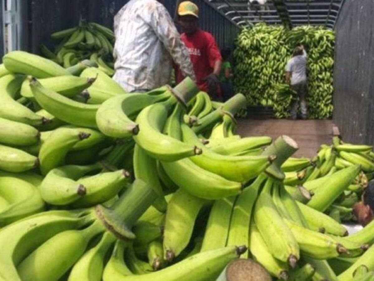 Denuncian ingreso de plátano de contrabando al Huila