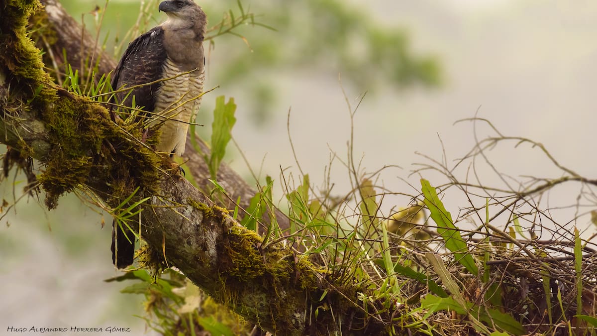 Registran el primer nacimiento para Colombia de un águila llamada Harpía Menor