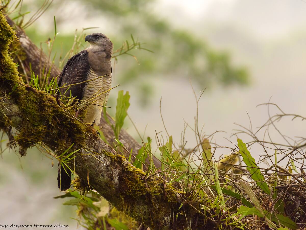 Registran el primer nacimiento para Colombia de un águila llamada Harpía Menor