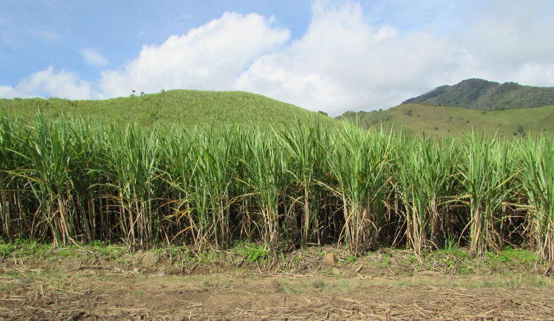 Cultivos de caña