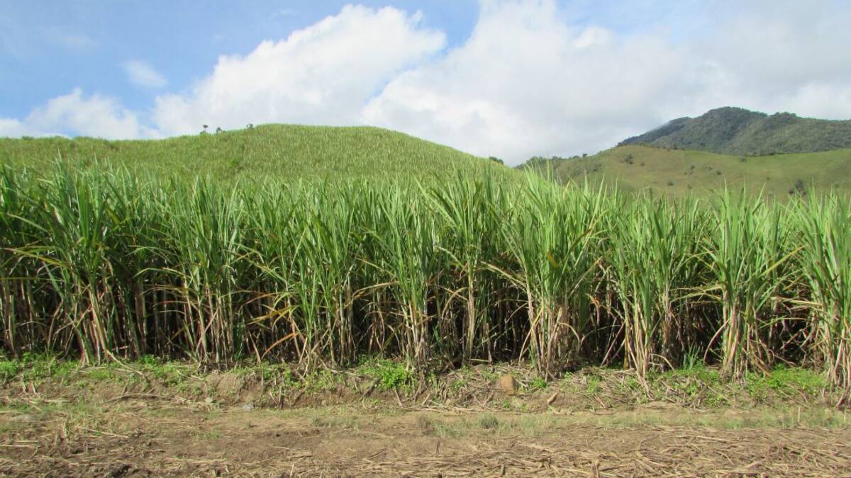 Agrosavia revive la capacitación para el campo mediante la radio