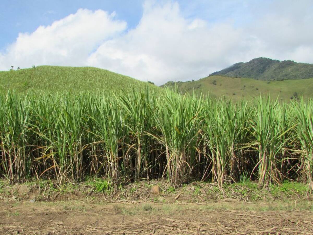 Agrosavia revive la capacitación para el campo mediante la radio