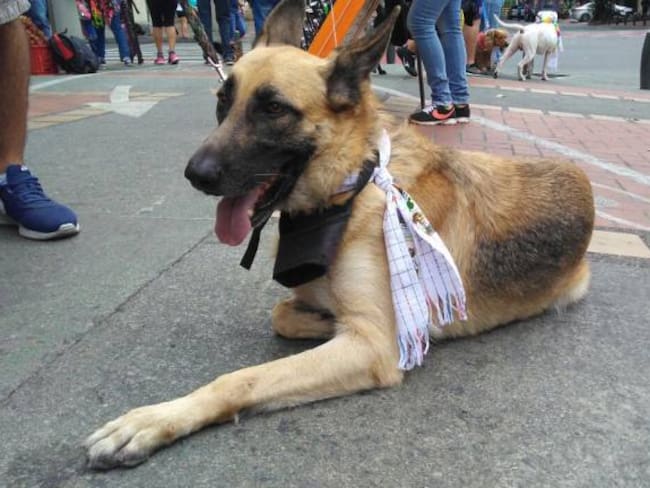 Quince perros han sido envenenados este mes en Rionegro, Antioquia