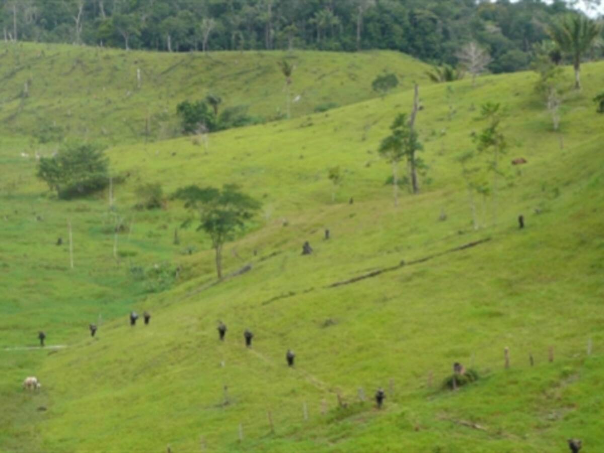 Gobierno recupera tierras en poder de las Farc equivalentes al Quindío
