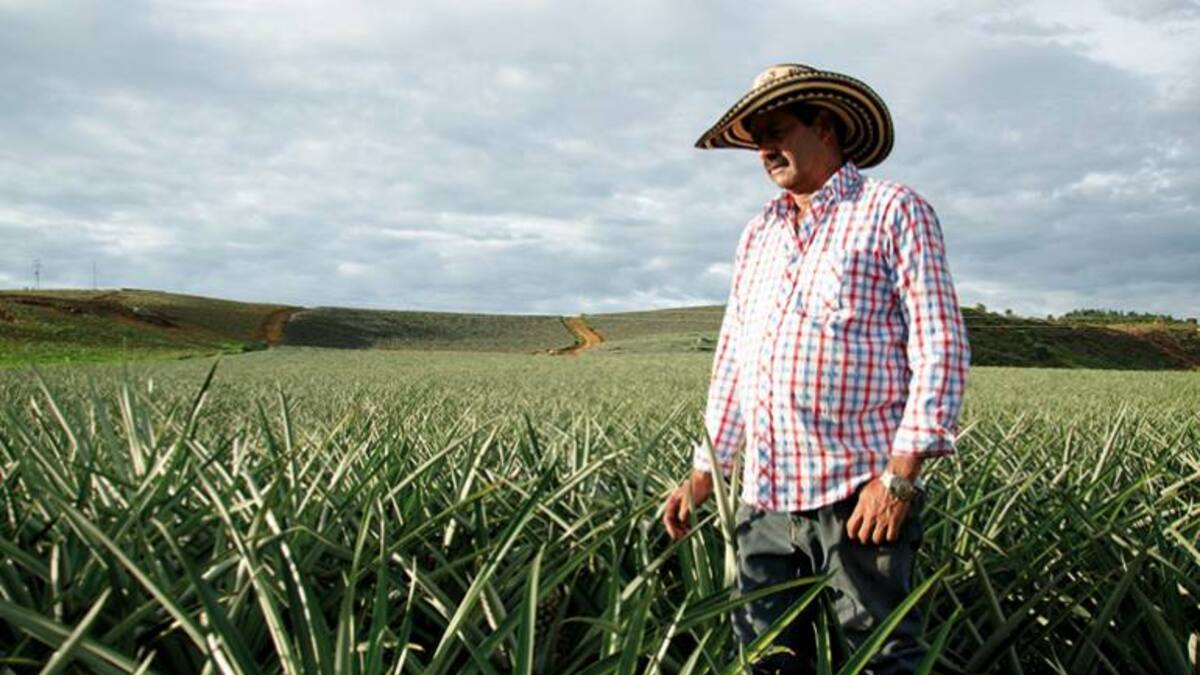 Un cultivo de piña que vale oro
