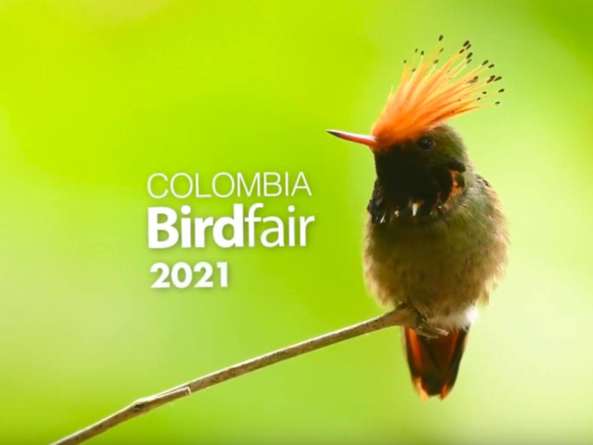 Las aves son la puerta de entrada al maravilloso teatro de la naturaleza