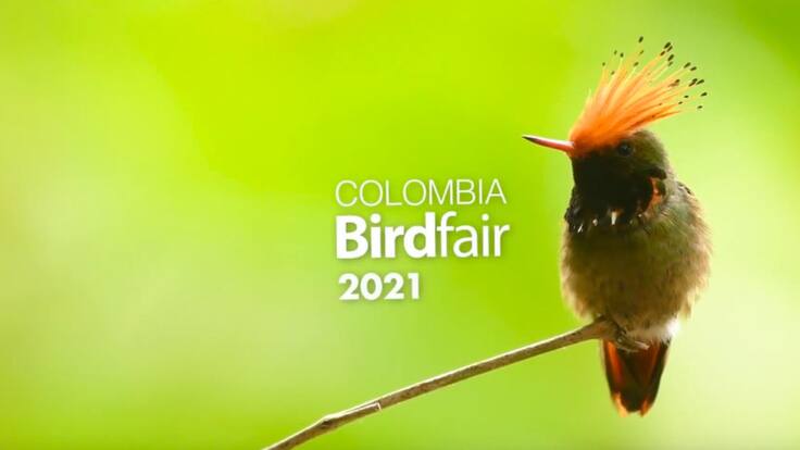Las aves son la puerta de entrada al maravilloso teatro de la naturaleza