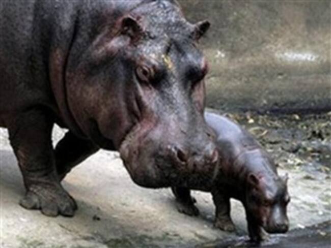 Gobierno ordena persecución y muerte de dos hipopótamos de propiedad del fallecido Pablo Escobar