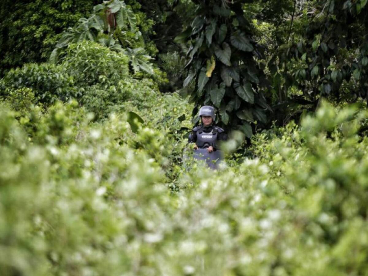 Archivan proyecto que buscaba prohibir el uso del glifosato en Colombia