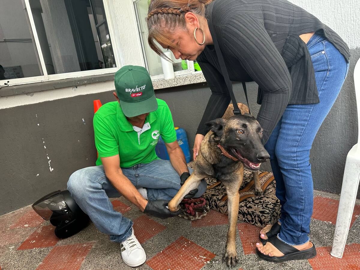 Nuevo caso de maltrato animal en Quindío, un perro fue arrastrado desde una motocicleta