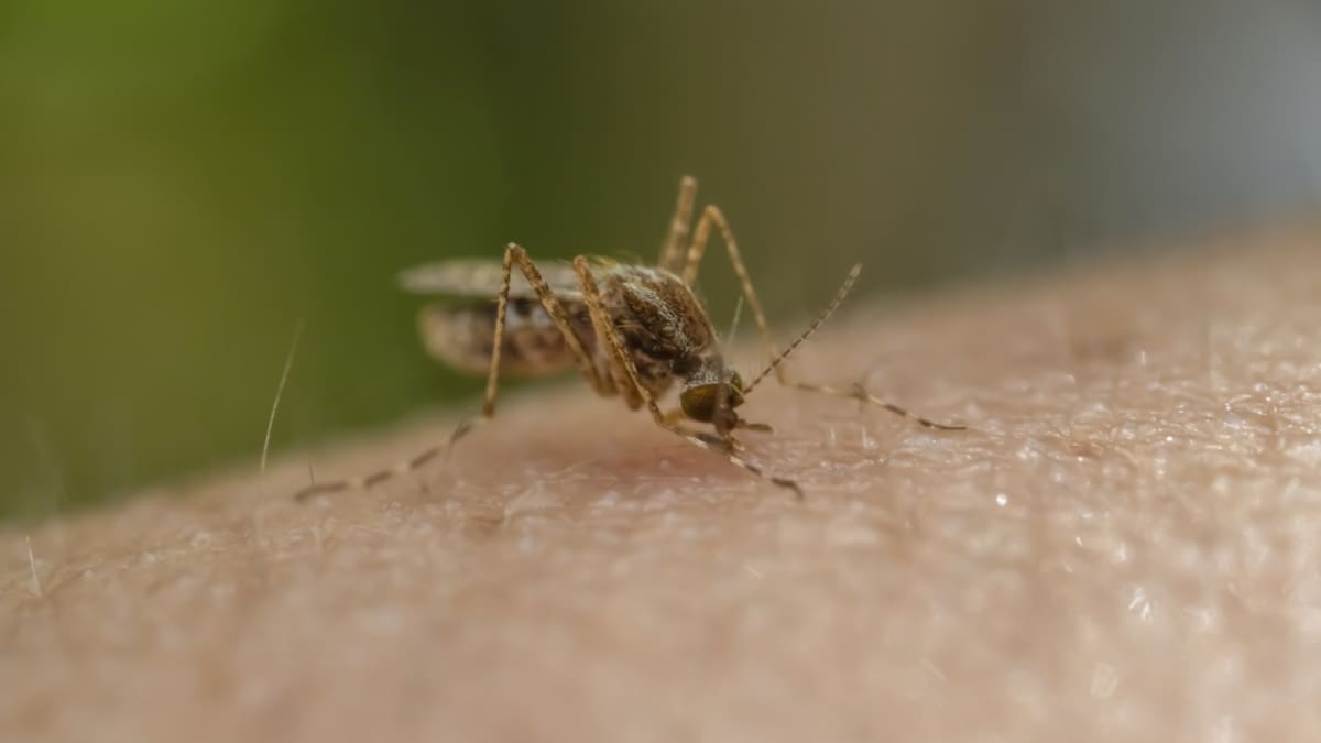 Autoridades de salud en Caldas piden a la comunidad prevenir el aumento de casos de malaria