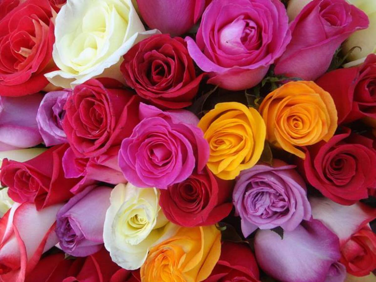 Cundinamarca representa el 75% de flores exportadas en San Valentín