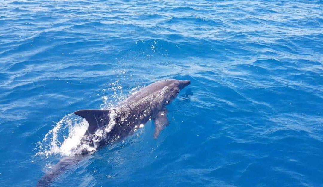 Ballenas y dilfines en Santa Marta