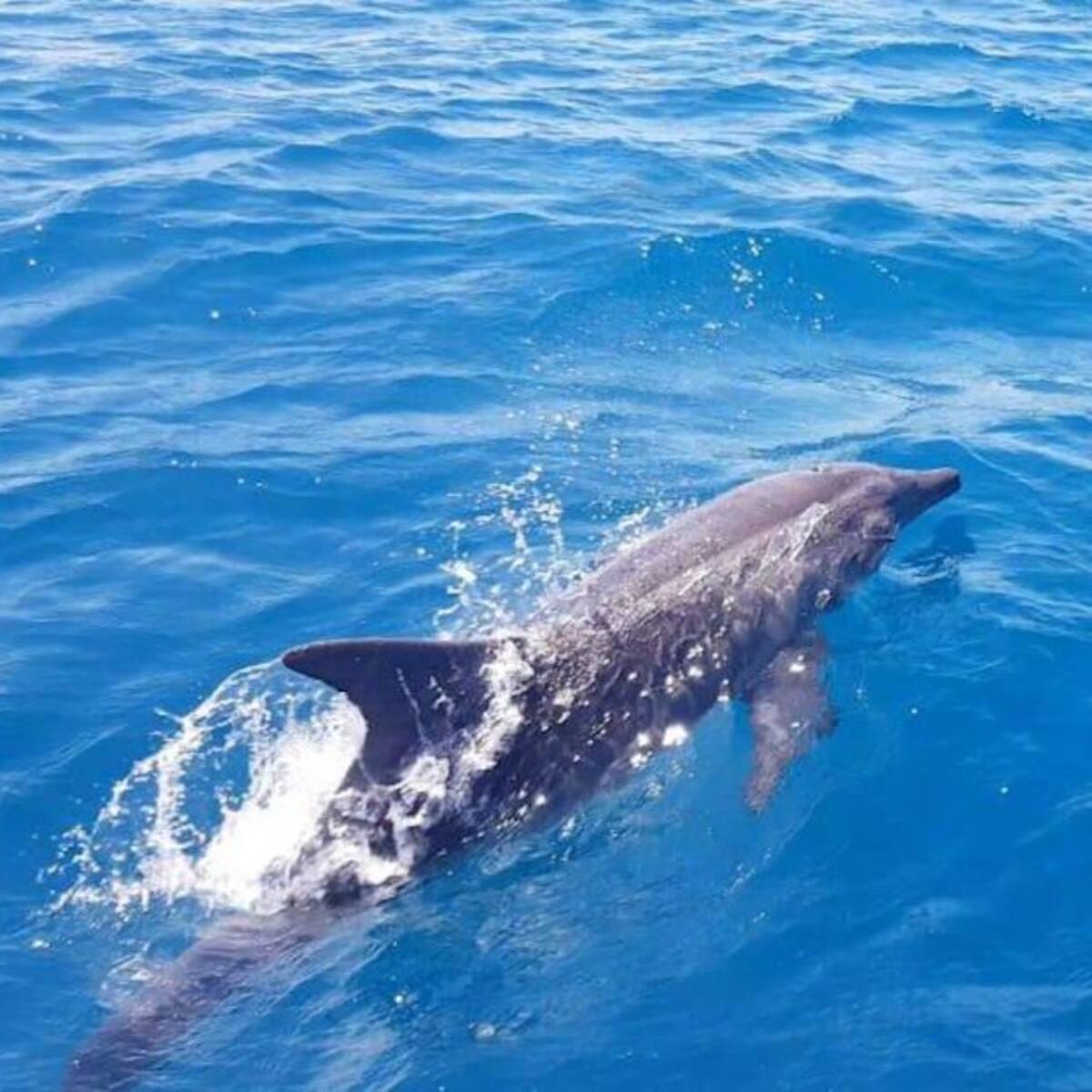 Inicia monitoreo de delfines y ballenas en las playas de Santa Marta