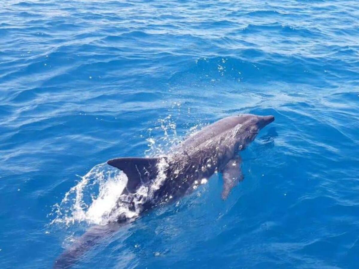 Inicia monitoreo de delfines y ballenas en las playas de Santa Marta