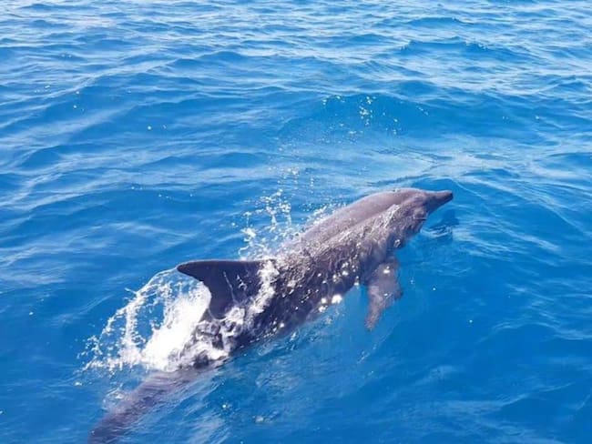 Ballenas y dilfines en Santa Marta